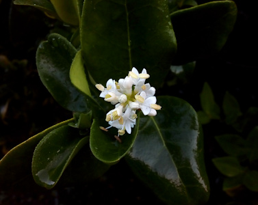 [On a bush with dark green shiny leaves is a clump of approximately six small white flowers. Each flower has mutiple pets and a center fuzzy yellow stem as will as white stamen.]